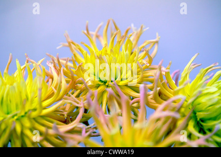 Dahlias jaune en pleine floraison d'été, vue interne. Banque D'Images