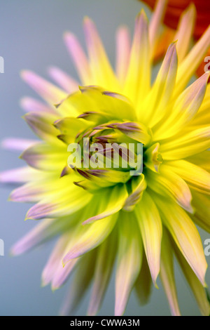 Dahlias jaune en pleine floraison d'été, vue interne. Banque D'Images