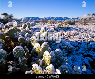 Neige fraîche sur le désert de Sonora à l'est de Phoenix, Arizona. Grand figuier-poire plantes. Banque D'Images