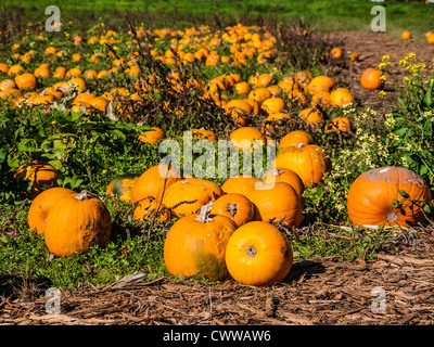 Citrouilles biologiques dans un champ près de Victoria, île de Vancouver, Colombie-Britannique, Canada Banque D'Images