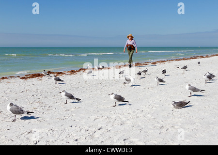 Hauts femme marchant le long de la plage de sable blanc de Indian Shores, Florida Banque D'Images