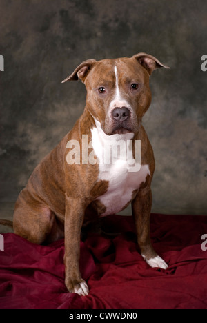 Studio shot vertical d'un pit-bull contre un fond vert tacheté. Banque D'Images