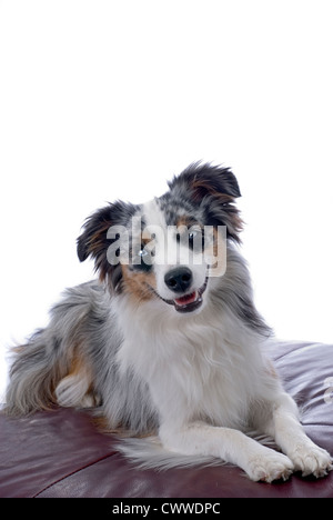 Studio shot of a blue-eyed, bleu merle, Mini Aussie sur un fond blanc. Banque D'Images