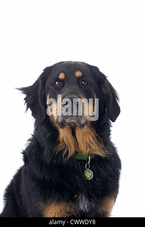 Étude de la tête et des épaules d'un noir et feu dog sur un fond blanc. Banque D'Images