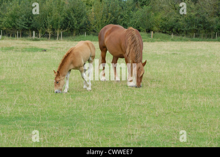 Mare de Suffolk et poulain Banque D'Images