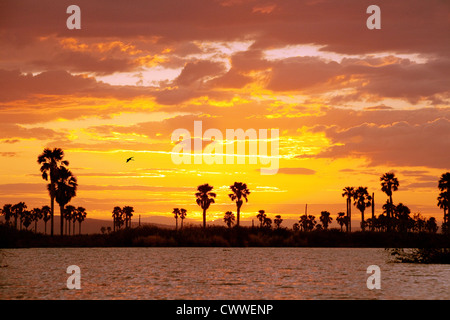 Crépuscule, juste après le coucher du soleil Lac Manze, Selous Tanzanie Afrique Banque D'Images