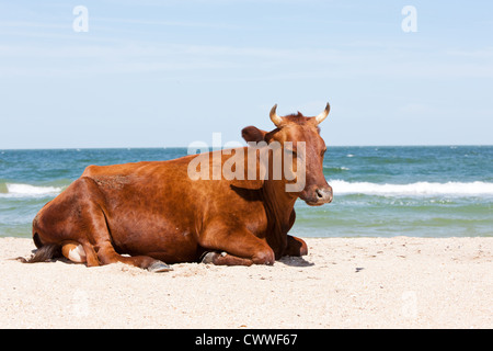 Vache brune sur la plage de la mer de sable Banque D'Images