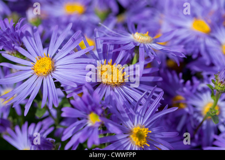 Gros plan sur les daisies de Michaelmas - Aster en fleur, Royaume-Uni Banque D'Images