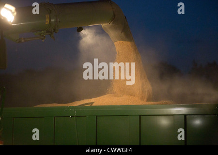 Un fermier moissonne le blé dans le noir Banque D'Images