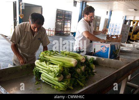 Les spécialistes de l'agriculture pour l'U.S Customs and Border Protection, inspection des boîtes de céleri entrée en provenance du Mexique Banque D'Images