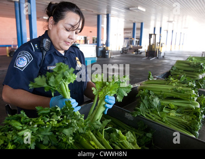 Pour les spécialistes de l'agriculture femme U.S Customs and Border Protection, inspection des boîtes de céleri entrée en provenance du Mexique Banque D'Images
