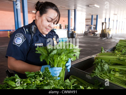 Pour les spécialistes de l'agriculture femme U.S Customs and Border Protection, inspection des boîtes de céleri entrée en provenance du Mexique Banque D'Images