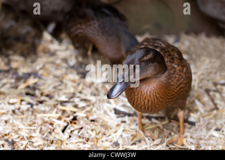 Un animal canard Kaki Campbell dans le jardin Banque D'Images