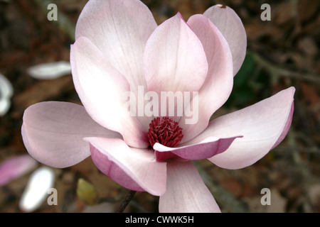 Close up Japanese magnolia arbre fleur rose macro photo d'art photo réaliste moderne art traditionnel Banque D'Images