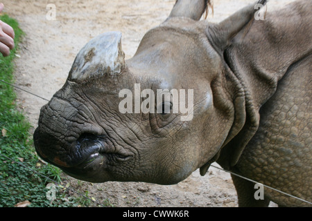 Rhino mignon rhinosaurus Zoo sauvage animal animaux de zoos safari Banque D'Images