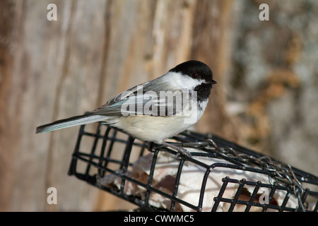 Mésange à tête noire Banque D'Images