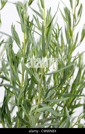 Un bouquet d'estragon, utilisé dans la cuisine et de la médecine des plantes. Banque D'Images