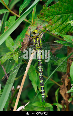 Le sud de Hawker Aeshna cyanea - Libellule, femme Banque D'Images