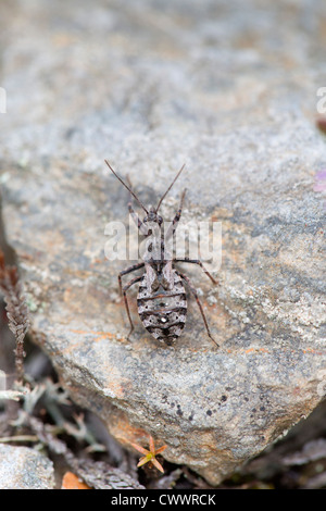 Heath ; Coranus subapterus assassin bug, Cornwall, UK Banque D'Images