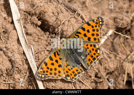 La reine d'Espagne Fritillary Papillon Issoria ianthonia ; Espagne ; Banque D'Images