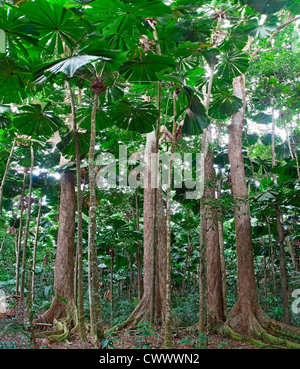 Les arbres de la forêt tropicale la forêt tropicale à Cape Tribulation dans le Queensland en Australie, jungle luxuriante avec fan palm tree Banque D'Images