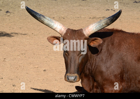 Bovins Ankole-Watusi ou taureau, bovins Ankole ou bovins à longues cornes Banque D'Images