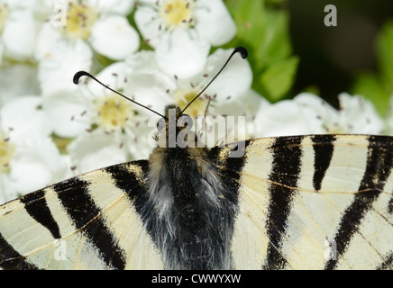 Détail de rare Swallowtail Butterfly, Iphiclides podalirius, aka Sail Swallowtail ou Pear-Tree Swallowtail sur Hawthorn Blooom ou fleurs Banque D'Images