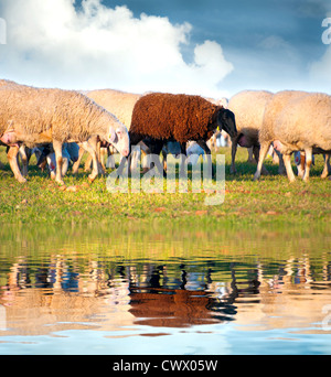 Moutons dans un pré, le mouton noir dans l'eau Banque D'Images