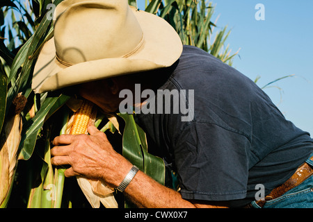 La récolte de maïs d'agriculteurs Banque D'Images
