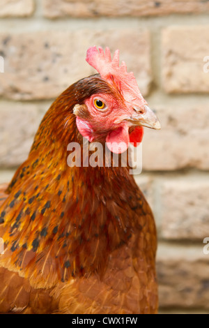 Un animal poulet hybride regarder droit devant Banque D'Images