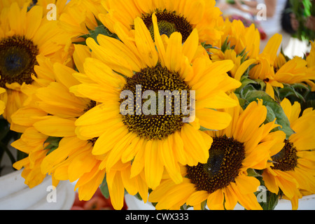 Photographie d'un tournesol ornementales dans un groupe. Prises d'un marché de producteurs. Banque D'Images