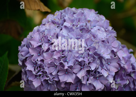 Photo d'un amas de fleurs d'une hortensia bifeuille violette prise après une brumisation matinale. Des gouttelettes d'eau sont visibles sur les pédales Banque D'Images