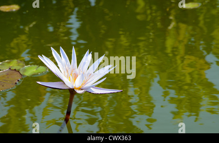 Photographie d'un Lotus éqyptien en fleurs avec réflexions d'arbres dans l'eau. Banque D'Images