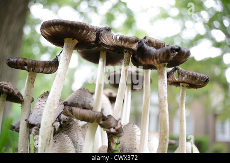 Photographie prise à un faible angle d'une forêt de champignons. Banque D'Images