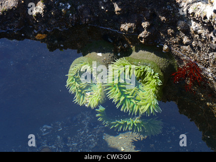 Anémone de mer vert ouvert (Anthopleura xanthogrammica) dans une cuvette peu profonde. Banque D'Images