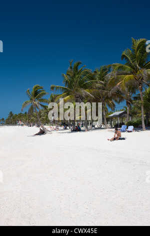 Palmiers SMATHERS BEACH KEY WEST FLORIDA USA Banque D'Images