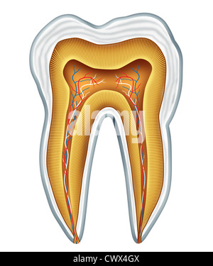 L'anatomie de la dent pour la section clinique dentaire et médicale chirurgien dentiste dentiste représentant la Chirurgie, Médecine et art dentaire représenté par une cavité en bonne santé gratuitement vue frontale montrant l'intérieur de la partie du corps crâne humain. Banque D'Images
