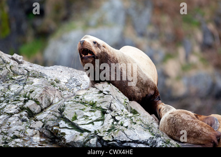 Un mâle Otarie de Steller (Eumetopias jubatus) sur les roches dans l'Alaska. Banque D'Images