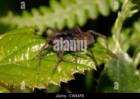 Araignée-loup tacheté (Pardosa amentata : Lycosidae), paire d'accouplement, UK Banque D'Images