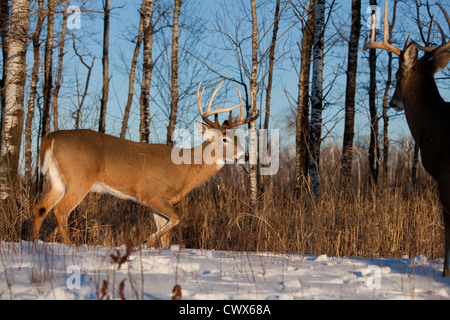 Le cerf de Virginie en hiver Banque D'Images