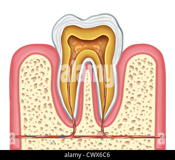 Anatomie d'une dent humaine de schéma comme chirurgien dentiste dents symbole pour une clinique dentaire et un spécialiste de la médecine buccale dentisterie et chirurgie de la bouche pour une carie carie maladie sur une vue frontale blanc célibataire une molaire. Banque D'Images