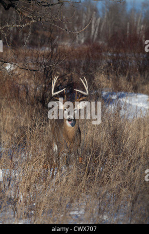 Le cerf de Virginie en hiver Banque D'Images