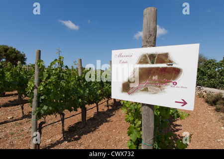 Vignoble sur l'île de Malte, mer Méditerranée Banque D'Images