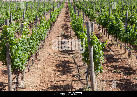 Vignoble sur l'île de Malte, mer Méditerranée Banque D'Images