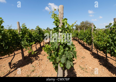 Vignoble sur l'île de Malte, mer Méditerranée Banque D'Images