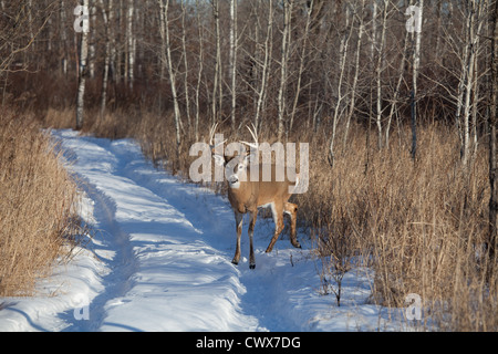 Le cerf de Virginie en hiver Banque D'Images