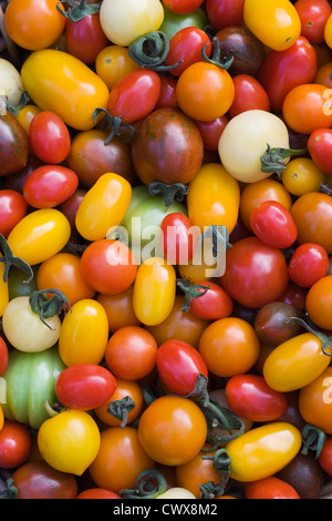 Lycopersicon esculentum. Variété de tomates fraîchement cueillies. Banque D'Images