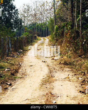 Route de campagne qui longe une forêt Banque D'Images