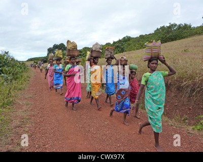 L'Orissa, Inde - Nov 11 -femmes tribales transporter des marchandises sur leur tête le Nov 11, 2009 in Ankadeli, Orissa en Inde Banque D'Images