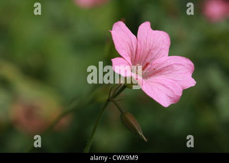 Géranium vivace 'Wargrave Pink' (Geranium oxonianum) Banque D'Images